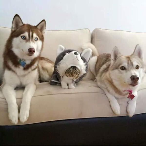 CatOnToilet's tweet photo. Just blending in. https://t.co/4zRYmbYCAb