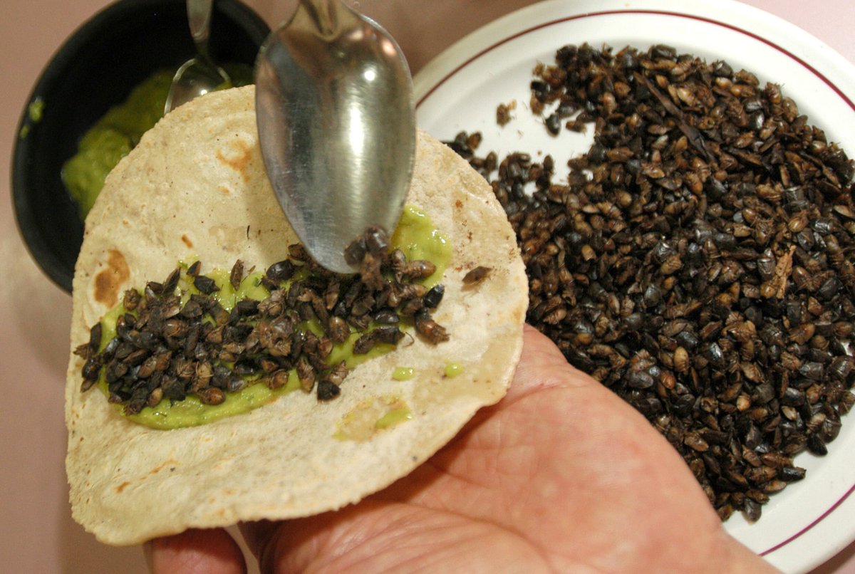 teleSURtv's tweet photo. #Mundo | Ministerio de sanidad permitirá comercialización y consumo de insectos en #España | https://t.co/7xd63MyoRu https://t.co/HyxkJ212Wm