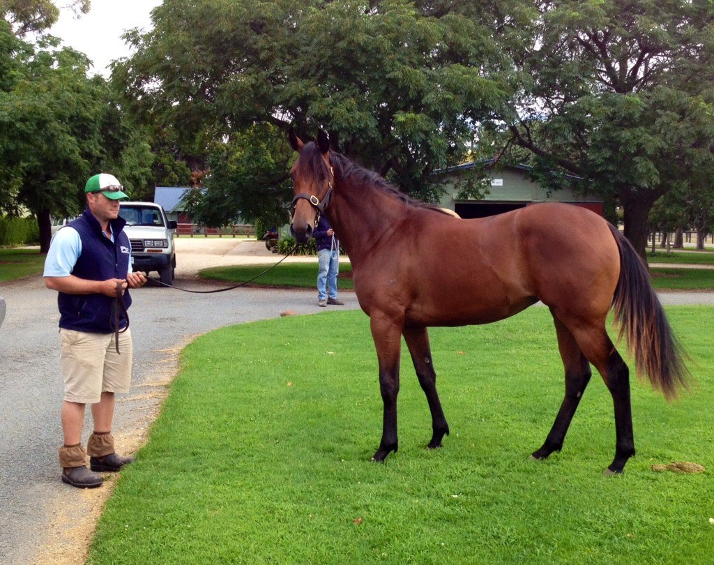 host_swettenham's tweet photo. Anfitriona with the man who pinhook her as a weanling 16k @SwettenhamStud @Globalgallop 90k @inglis_sales premier!! https://t.co/3dnlqWKRWk