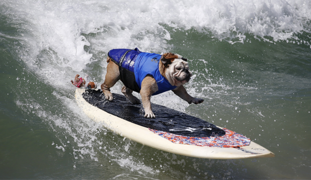 g1's tweet photo. Cachorro surfista Tillman morre aos 10 anos nos EUA https://t.co/Ia7SvRaist #G1 https://t.co/CfaNzz0kE5