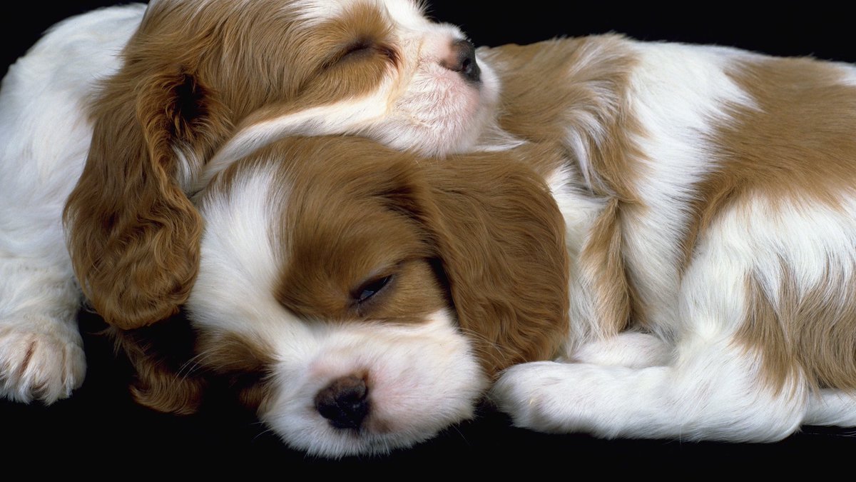 Pets_Mag's tweet photo. There are more #pets than ever &amp; they're making us healthier says new #petreport @PetsAtHome https://t.co/8B6i3Ku6SW https://t.co/ZuMnIIWdYV