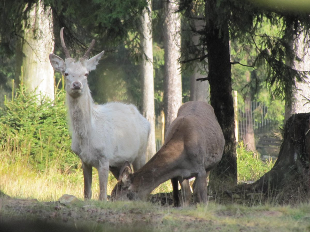 kurier_online's tweet photo. Der Wildpark #Mehlmeisel hat jetzt einen weißen Hirschen. Den einzigen in #Bayern. https://t.co/g8rUbvMZZO https://t.co/zEOavsOkZ9
