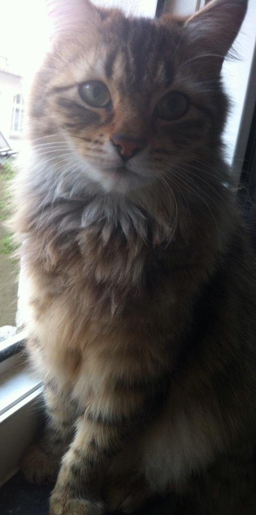 Embedded image permalink