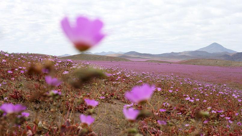 Le Figaro tweet media