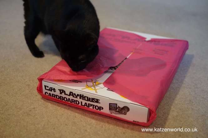 KatzenworldBlog's tweet photo. #new Nubia: My new Laptop! And it’s got a mouse! :D https://t.co/cPTwDKok8z #cats #cute https://t.co/PsddVmlBhV
