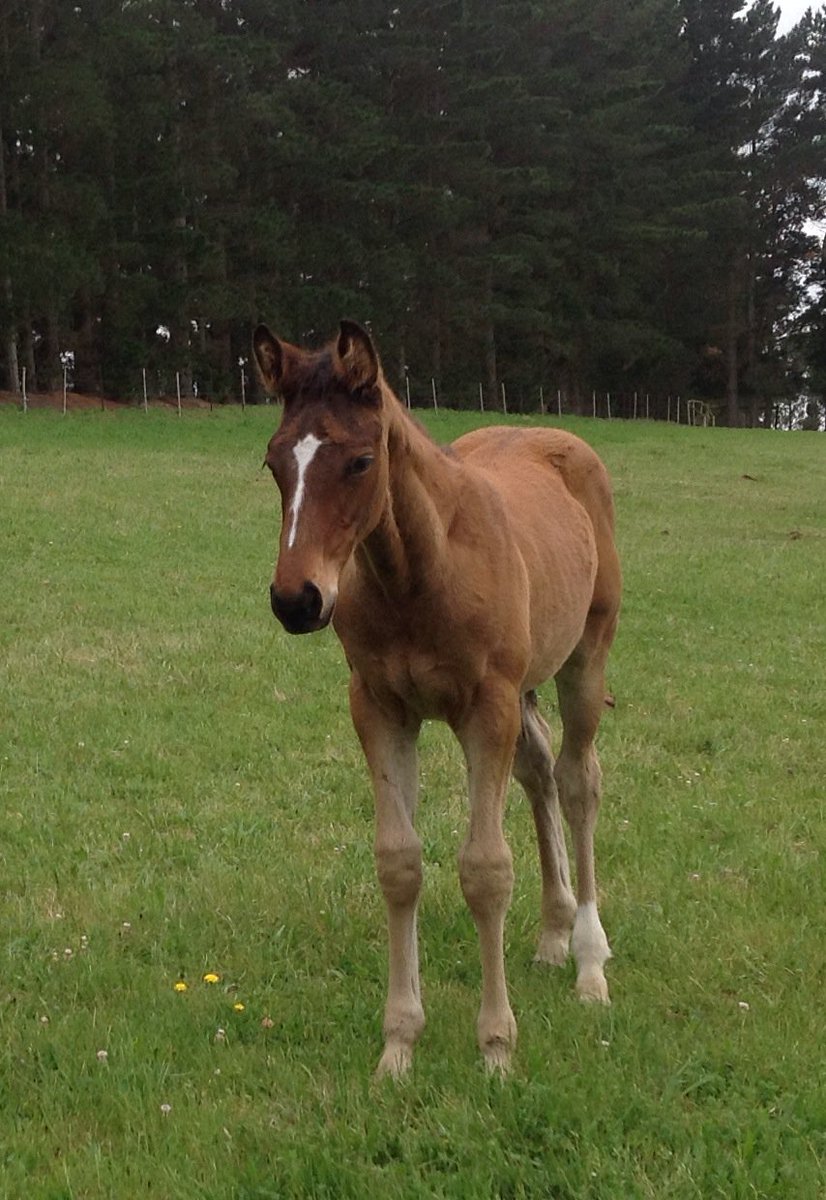 allanbloodlines's tweet photo. More good #GITANOHERNANDO foals around the country - this one at #OLDLANDSSTUD https://t.co/uUZYXhqMuz