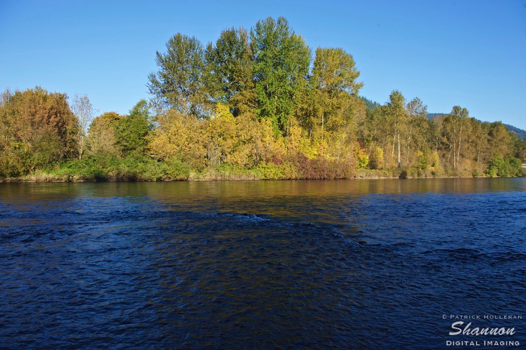 shannondigital's tweet photo. McKenzie River Project: The River North of Armitage Park, Lane County, Oregon

#NikonFallOR @McKenzRivrTrust https://t.co/iXutqdE1Cx