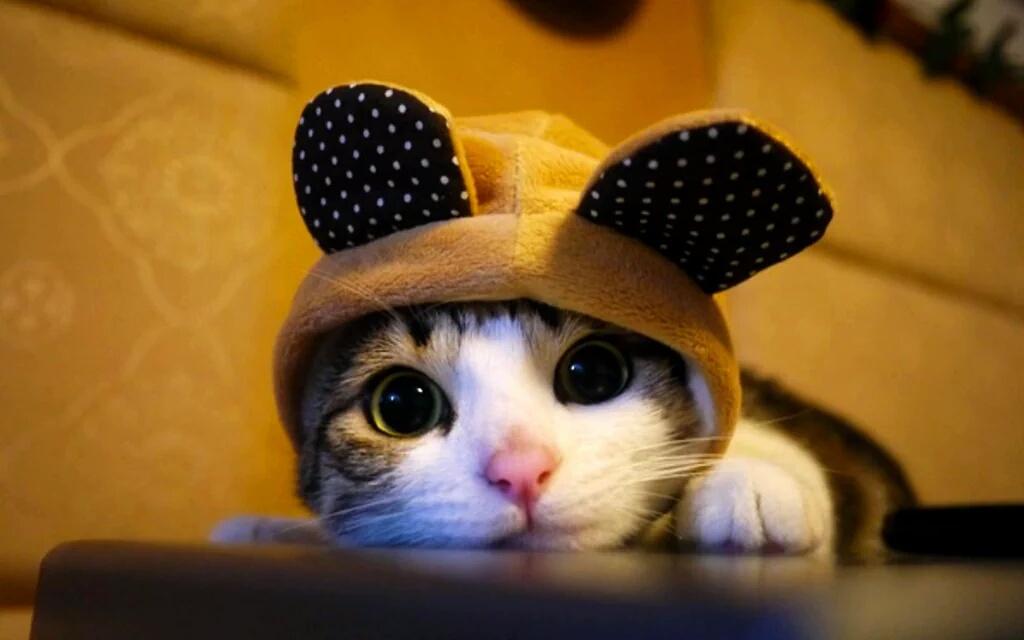 ShivangiShukl9's tweet photo. Happy #NationalCatDay founded by animal welfare advocate #JasonMerrill #unconditionallove #animallover https://t.co/PhvxqIyHI0