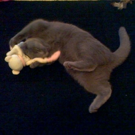 clawdiathecat's tweet photo. 🎶 Close your eyes 👀 Give me your hand blanky ✋ Do you feel my heart beatin 💕 #jellybellyfriday 😻#eternalflame 🔥 https://t.co/qNoZUSbn2T