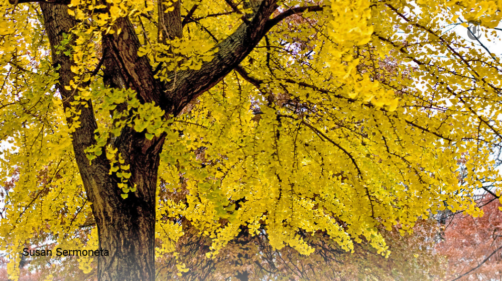 nytimes's tweet image. This tree stinks, but it's durable enough to have survived an atomic bomb nyti.ms/1GNOPTF