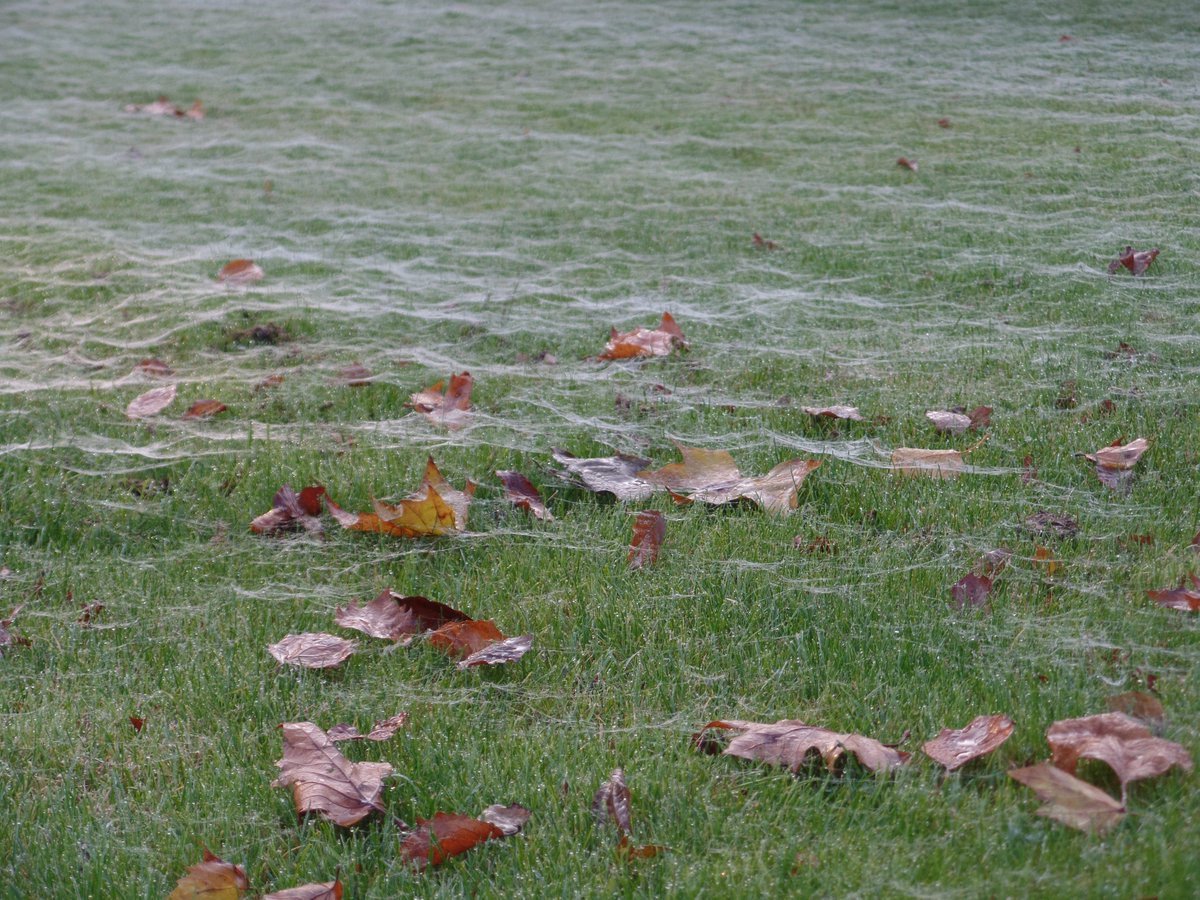 plataanbrakel's tweet photo. Wat is de #natuur mooi! Het lijkt #vorst, maar kijk je goed zie je een prachtige 'deken' van #spinnenwebben https://t.co/6aHzmsNL4L