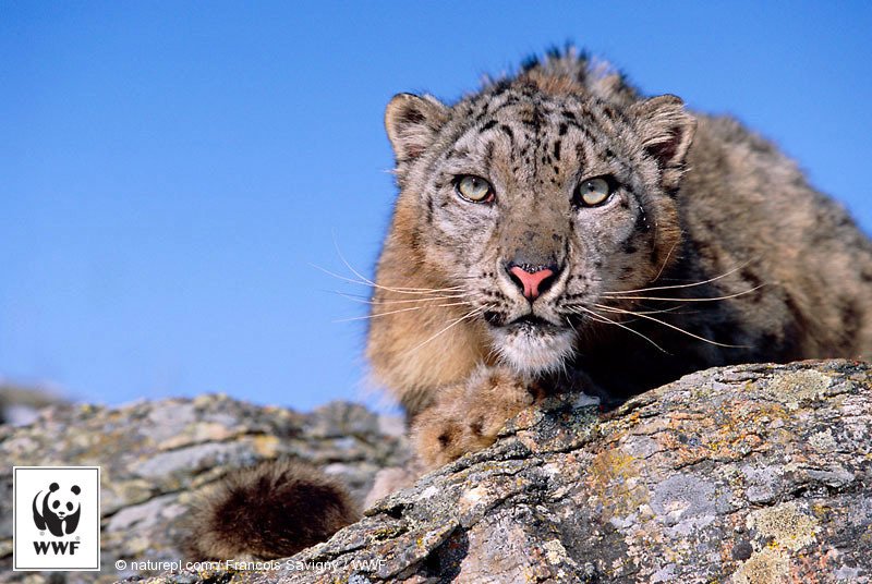 WWF's tweet photo. WWF #PicoftheWeek: Snow leopard. This stunning big cat is a symbol of Central Asia’s high mountains. https://t.co/TqJPYJmYDa