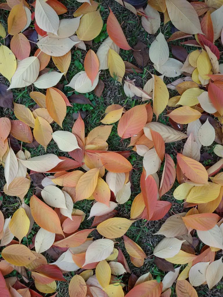 BioCerca's tweet photo. Gràcies cirerers per omplir-nos la tardorde colors #tardor #arbres #biocerca https://t.co/OD0C7sYUJG