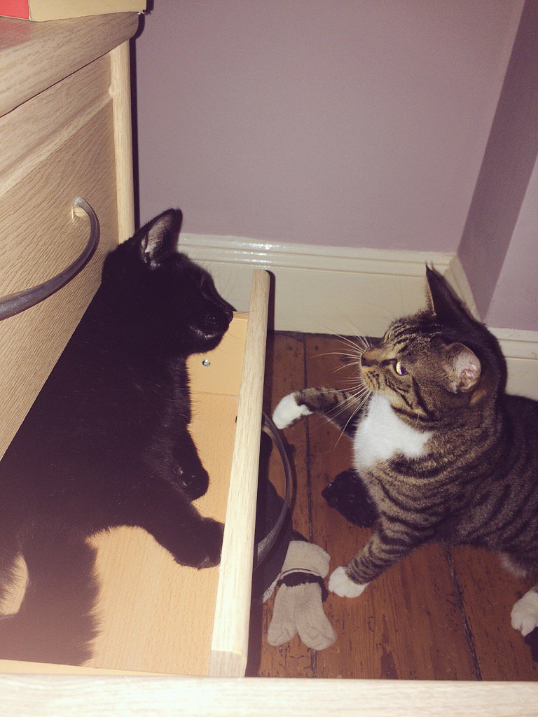 GemMarsden15's tweet photo. Loving the sock drawer! #NationalCatDay #leavemysocksalone https://t.co/iDeXPCLLkV