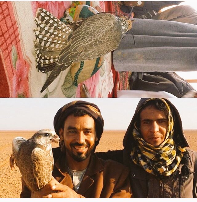 jaber_3636's tweet photo. اليوم تم طرح فرخ حر طيب 
عند محمد سمران السحتي الشراري وخوياه 
بالامحاص الحماد
ربي يبارك لهم https://t.co/IjGCGt5tpH