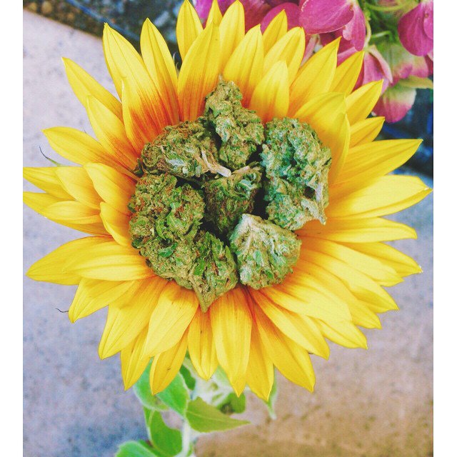 ConnecticutHemp's tweet photo. Hemp Revival For Human Survival 2015 and beyond. #HempLife https://t.co/8ck7tUIM2d