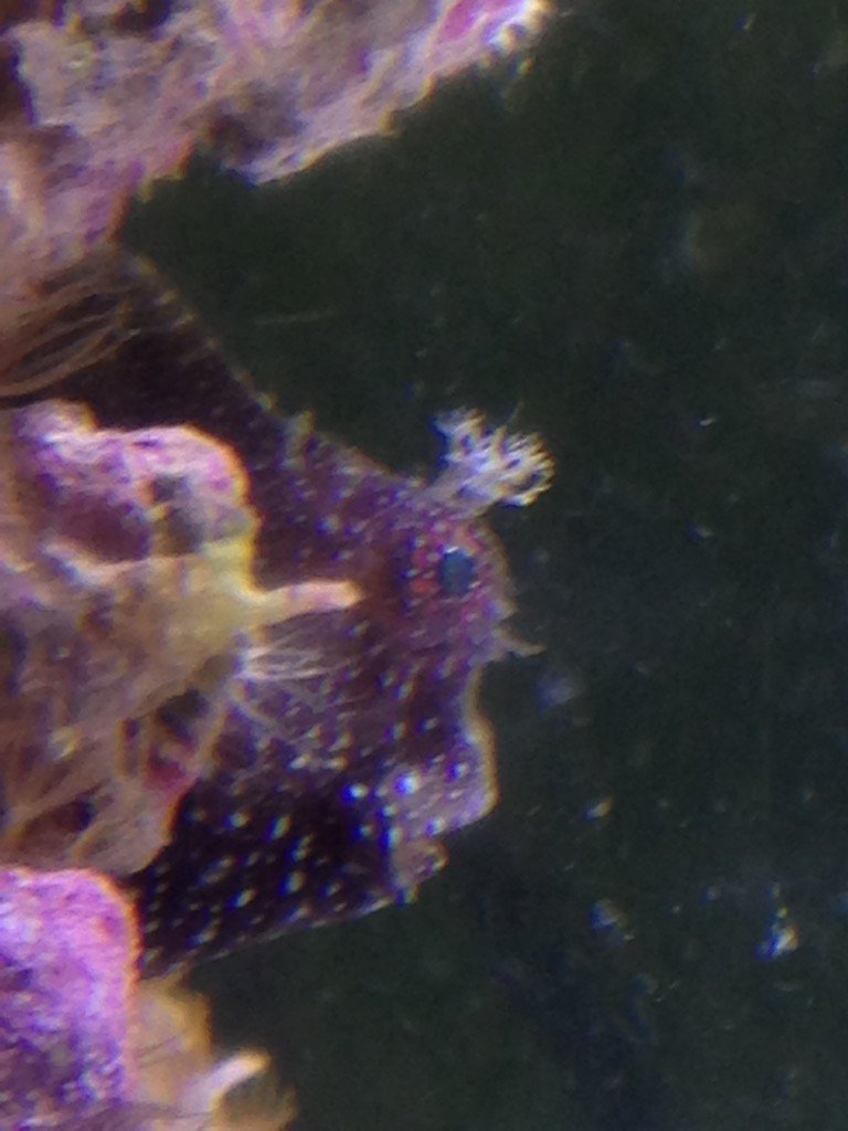 empressltd's tweet photo. Starry #blenny #marinefish #reefkeepers #marineaquarium https://t.co/eE3qYNFPId