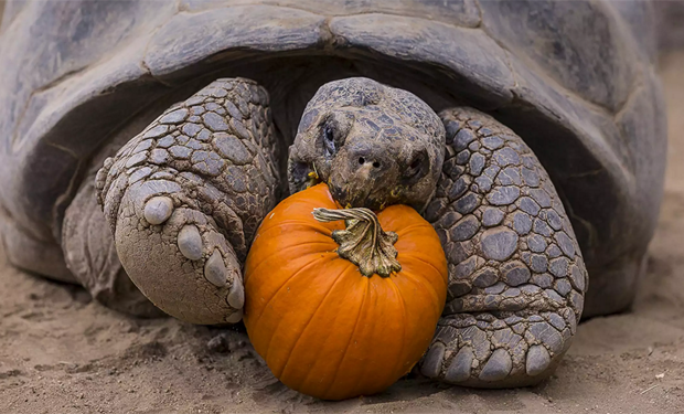 g1's tweet photo. Tartaruga 'comemora' Halloween nos EUA https://t.co/Rqbnf57pdv #G1 https://t.co/sGBRJhMJdr