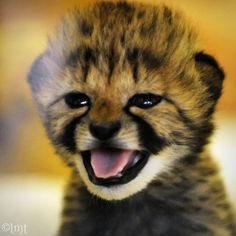 Liz (@pcnguin_) on Twitter photo 