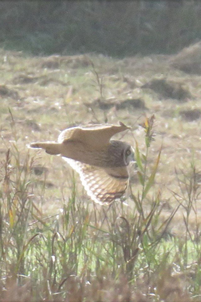 BirdWatchIE tweet picture