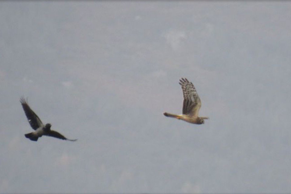 BirdWatchIE tweet picture