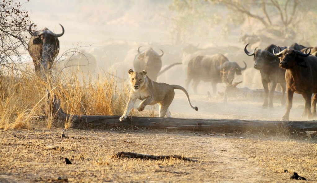 YZsafaris's tweet photo. #weekend I am coming for you! #FridayFeeling #YellowZebra #Africa https://t.co/BHvn8DtbNj