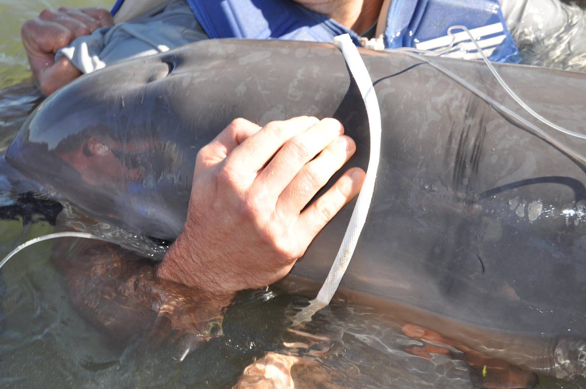 NOAAFisheries's tweet photo. Before/after—#Dolphin calf freed of marine debris. Pls discard trash properly https://t.co/9kw1ms6iY5 @NOAAFish_SERO https://t.co/n2XV3VzGP7