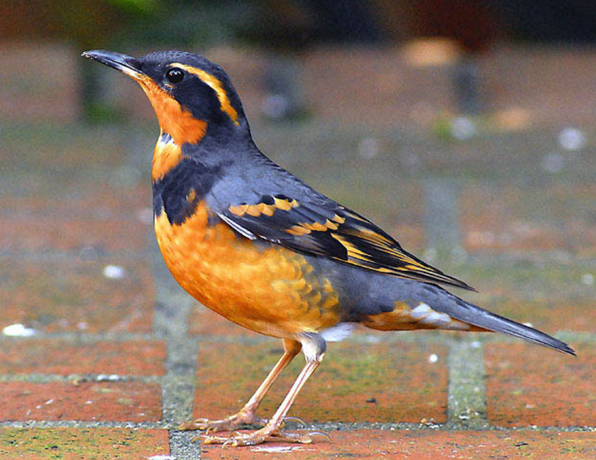 SMBC's tweet image. This Varied Thrush from the Pacific NW of North America is ready for Halloween! #BOoBirds