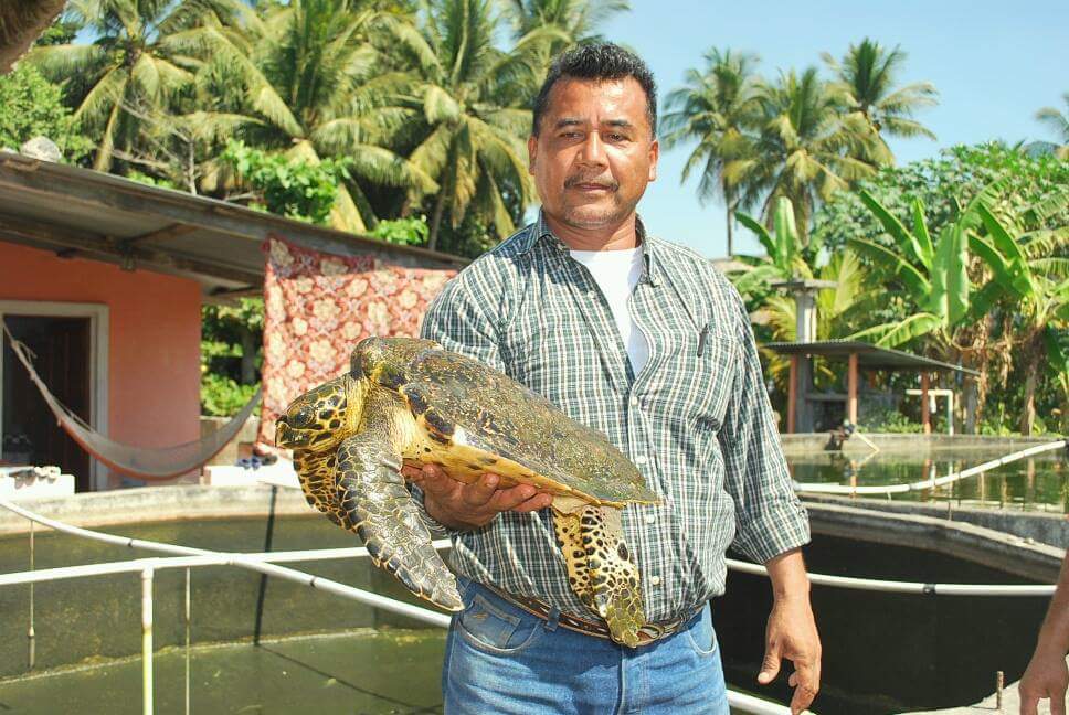 CONAP_COSTASUR's tweet photo. @CONAPgt liberacion de tortuga carey en parque nacional sipacate naranjo escuintla fue la cual fue varada https://t.co/CwgUhwGP65