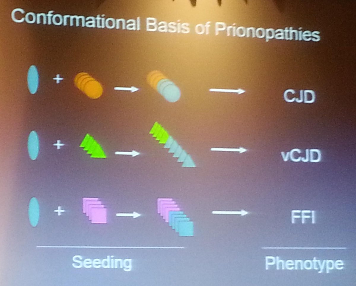 griz1's tweet photo. #DrMarcDiamond talks about protein aggregation fundamentals @ACRMtweets #PIRR2015 #tau #dementia https://t.co/5nbzAj5Fr9