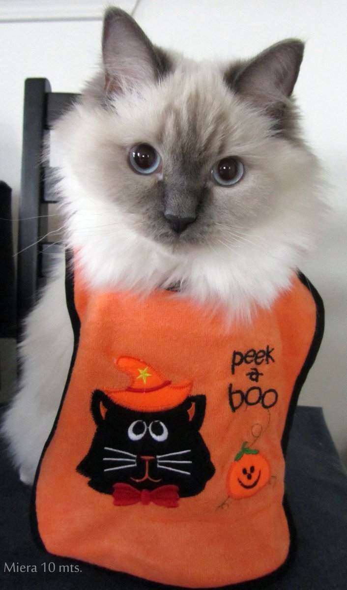 CityNewsTO's tweet photo. We think this kitty has the best #Halloween costume. If your pet or kid is cuter, prove it. Send us proof, #Toronto! https://t.co/c5f4j0LlwX