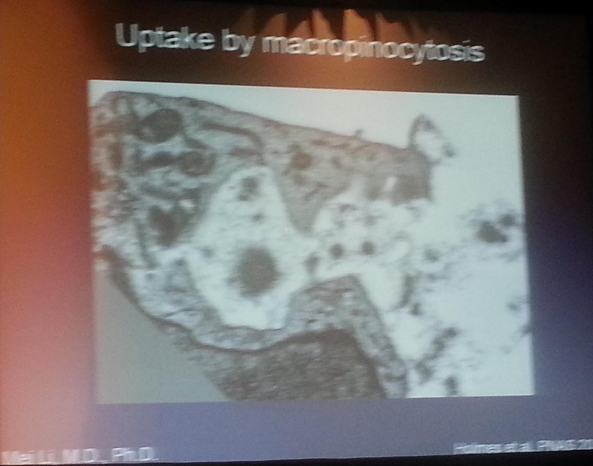 griz1's tweet photo. #Tau fibrils may propagate by being taken up thru cell membrane. #DrMarcDiamond @UTSWNeurology #PIRR2015 @ACRMtweets https://t.co/516e4nmI7J