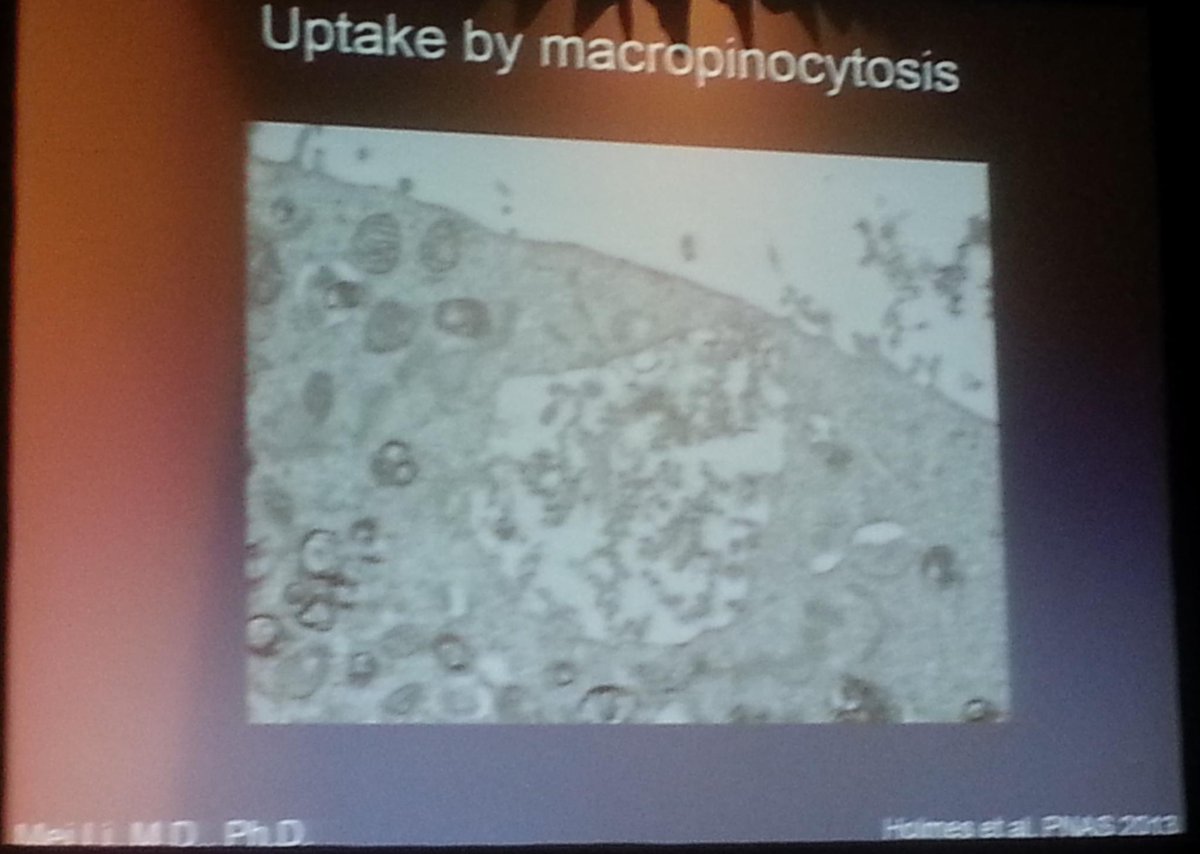 griz1's tweet photo. #Tau fibrils may propagate by being taken up thru cell membrane. #DrMarcDiamond @UTSWNeurology #PIRR2015 @ACRMtweets https://t.co/516e4nmI7J