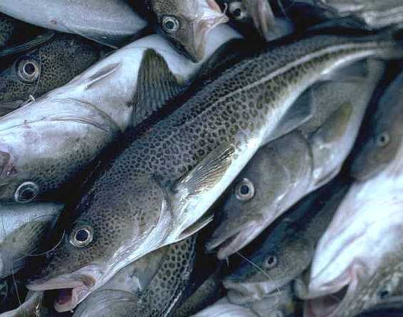 GROW2FEED's tweet photo. #Climatechange hurting N.E. Cod Population: #Boston https://t.co/JXmZlF0cAa via @BostonGlobe https://t.co/o2Sah1uBk0