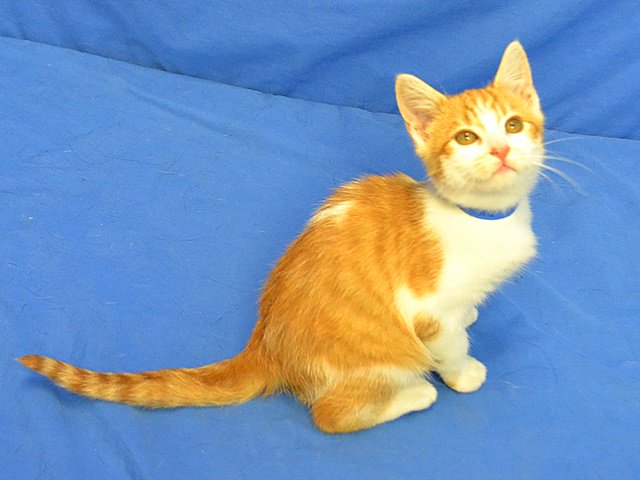 APAofMO's tweet photo. Sheldon has been adopted and went home!! Way to go Sheldon!! #uberkitten #considerashelterpet https://t.co/COub9Sjaj0