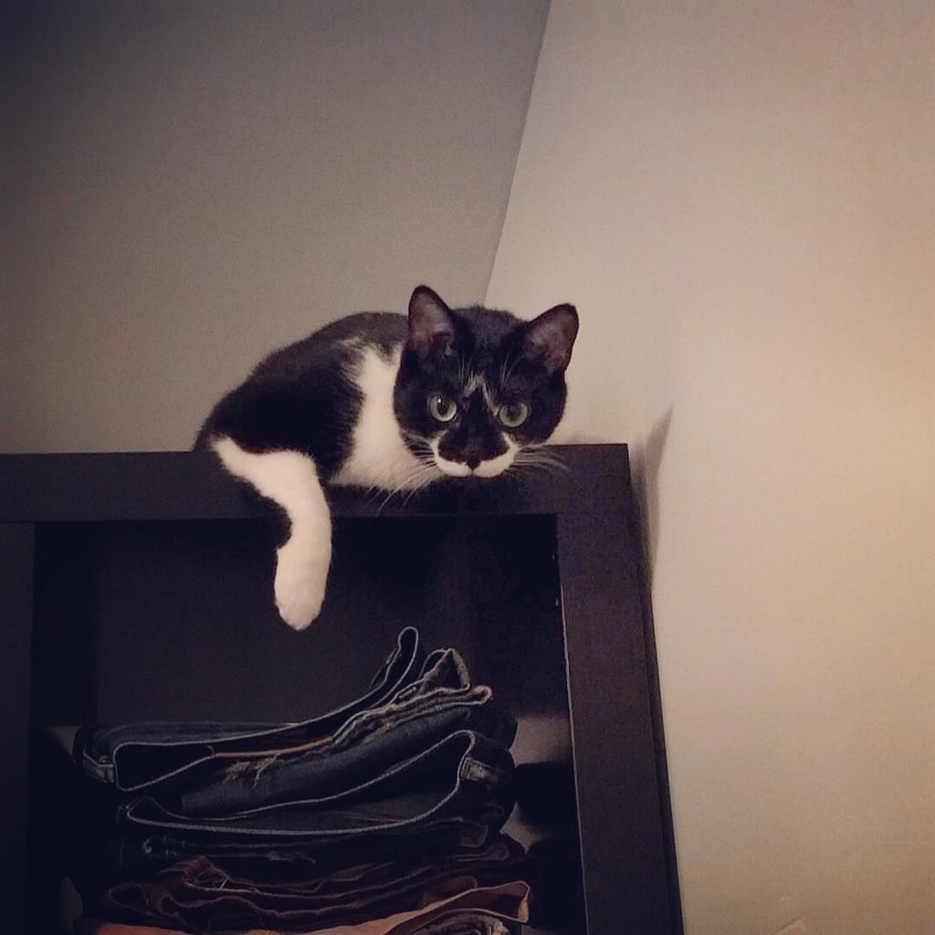tickledpet's tweet photo. "I'll come down when you decide not to dress me up in that bumblebee costume π" #happyhalloween #tickledpet #kitty https://t.co/xMEIz3dnI0