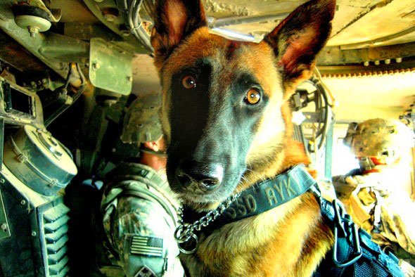 theCHIVE's tweet image. New law ensures no Military working dog will be left behind. Ever. (Story: l.thechive.com/COQrIR)