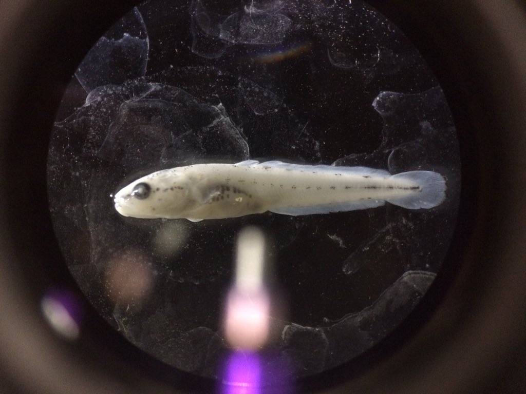 touhueyang's tweet photo. So cool! 20-25mm Burbot! #studentresearcher#uwgb#aquaticecologyandfisherieslab https://t.co/EYdpajAHJu