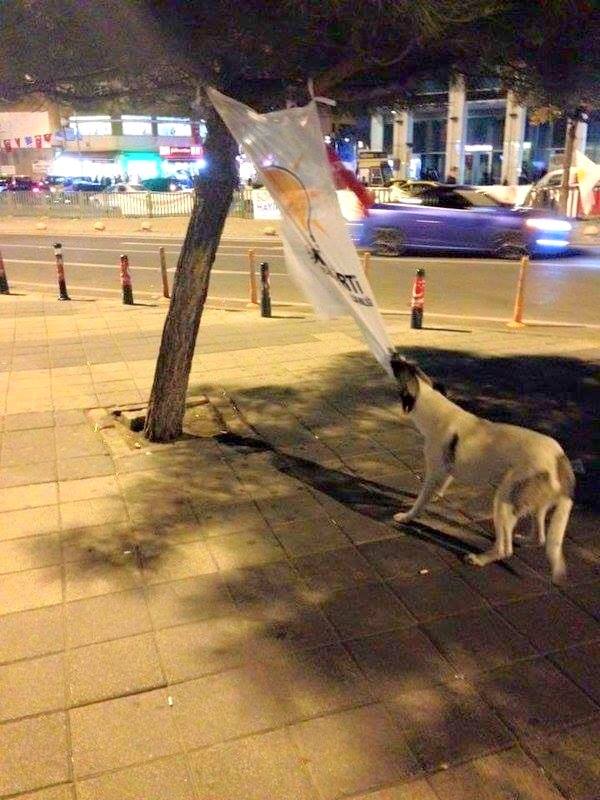 Diyor ki; "13 yıldır iktidarsınız.Bize iyi yasa yapmadığınız gibi onca gaz sıktınız.Yok size sokağımızda propaganda"