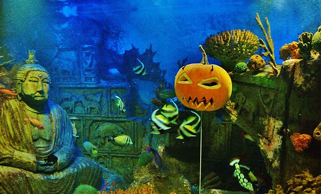 ScotsMagazine's tweet photo. New #events page, with underwater #scarers, mystical #potions and more: https://t.co/bva4G2JXgC #HappyHalloween! https://t.co/LcD4wWOXva