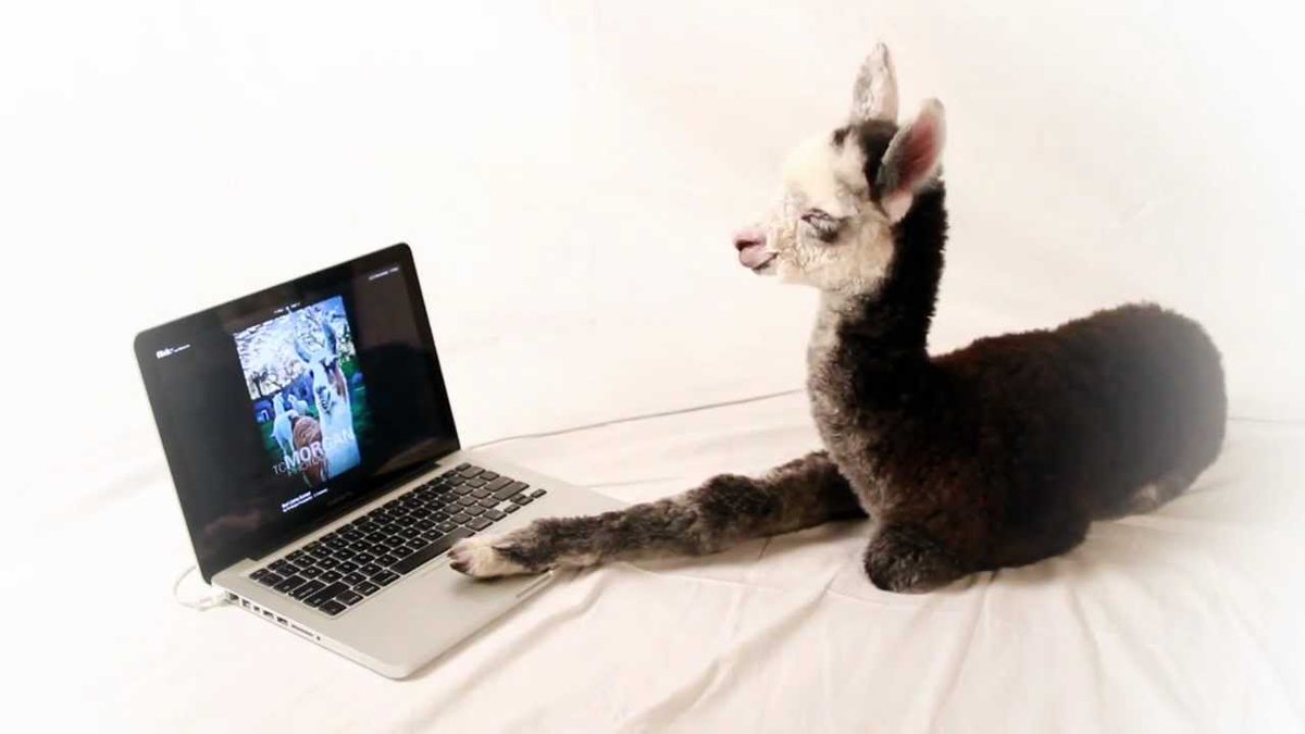 paccaalpaca's tweet photo. Alpacas as the new ‘It’ Animal? Well, OF COURSE. #PaccaAlpaca #Alpaca #FancyFluff https://t.co/ad2sy3VXWj https://t.co/BDZAAiUshc