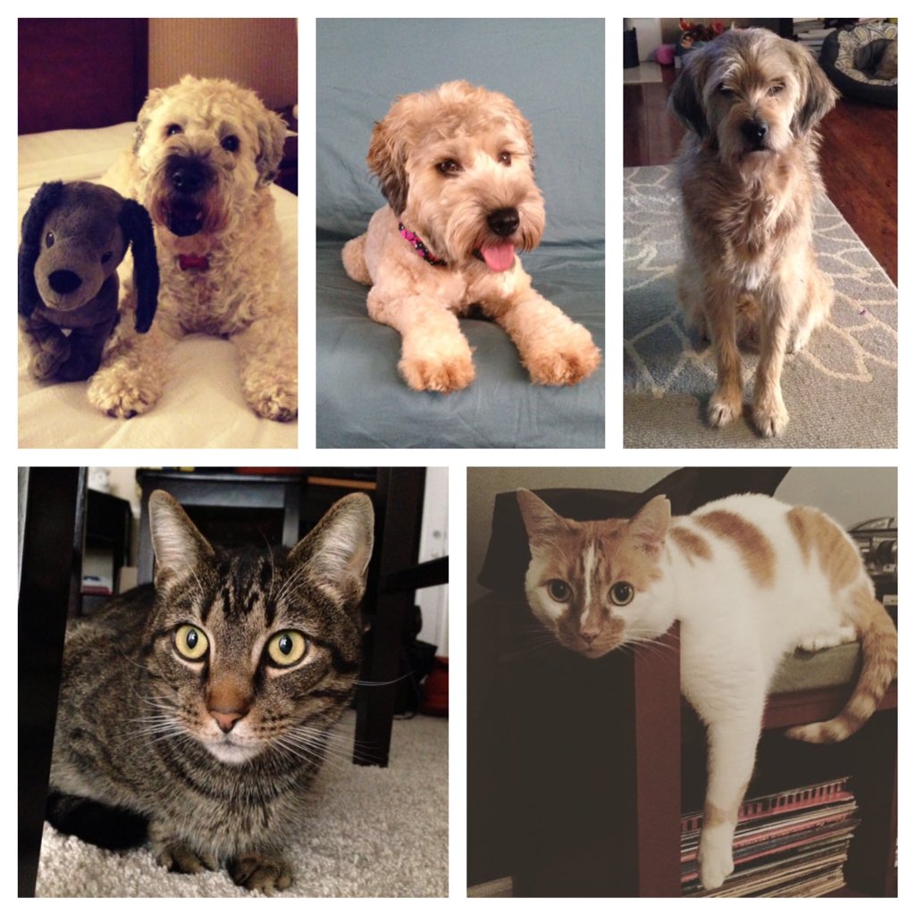 Mr_Mandara's tweet photo. @collectsideshow I have heart by opening our home and adopting the sweetest 5 rescue animals! #SideshowHeart https://t.co/K9y4PYHFCi