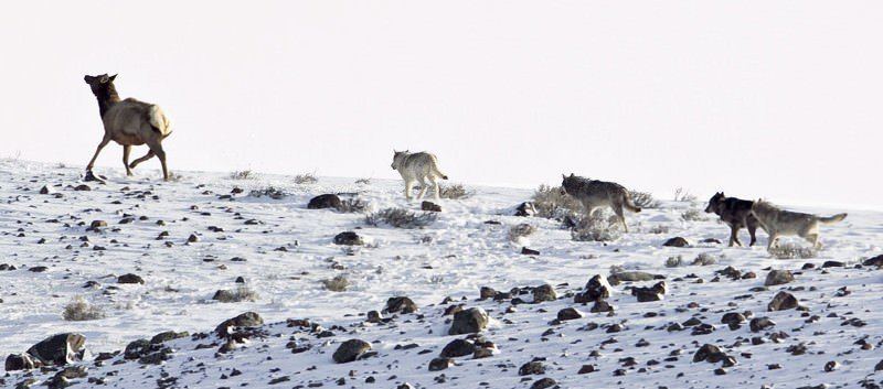 newscientist's tweet image. Through the power of fear alone, predators can reshape an ecosystem ow.ly/U0cgb
