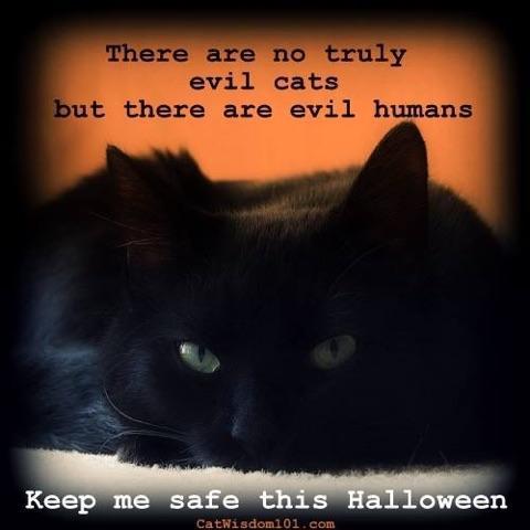 salemsatterley's tweet image. @themayhew @SantasCat @DailyMailUK please could you RT please. sicko,s about on Samhain. Keep all cats safe .