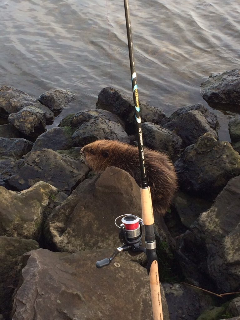 AltenaAnglers's tweet photo. Leuk z'n vismaatje! https://t.co/1Q5CCd1QIx