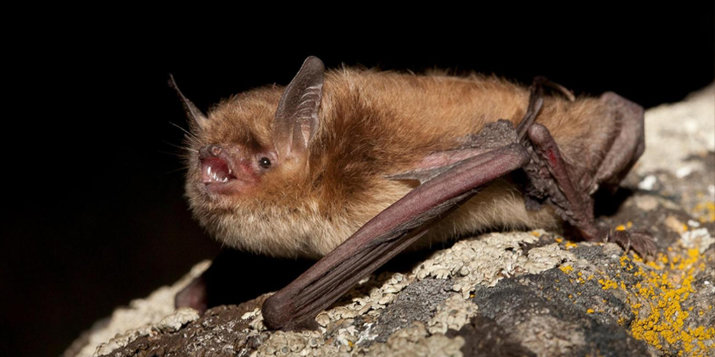 BBCiWonder's tweet photo. Which of these gets the most shut eye? (lets face it, they need the beauty sleep) https://t.co/sD6XrTgpYL @BBCEarth https://t.co/NZObStCWl2