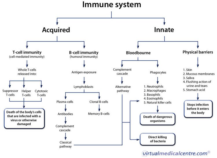 Immunology Chart