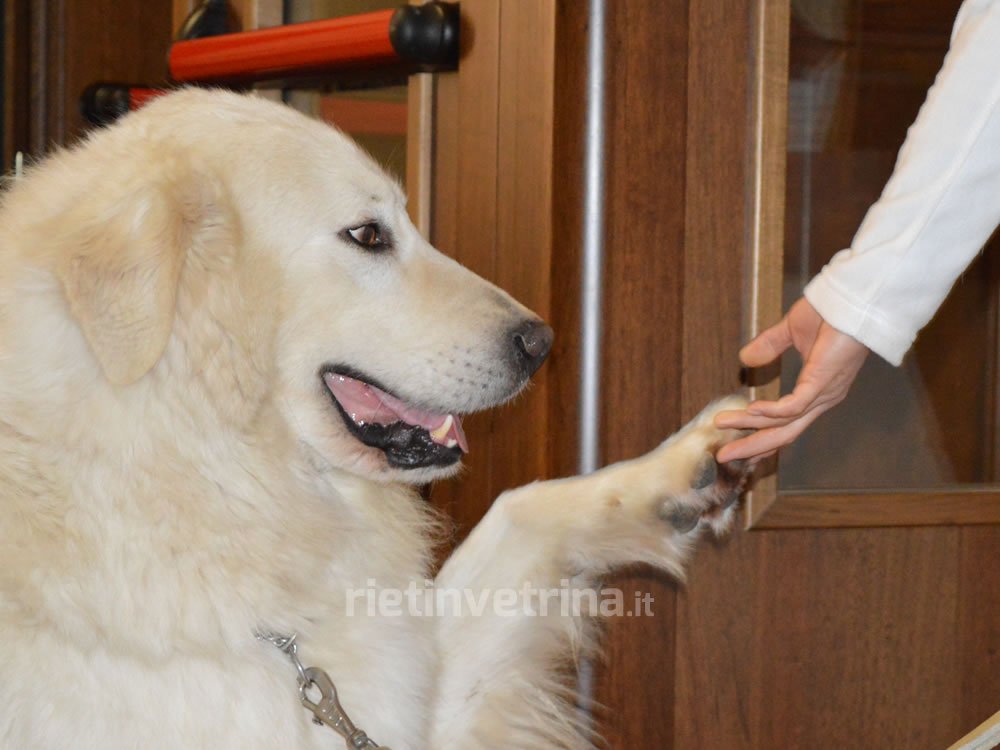 rietin_vetrina's tweet photo. Proposta Giornata scolastica dedicata al rispetto degli animali - https://t.co/XtWTC4lsZp https://t.co/1i9SGcmX7p