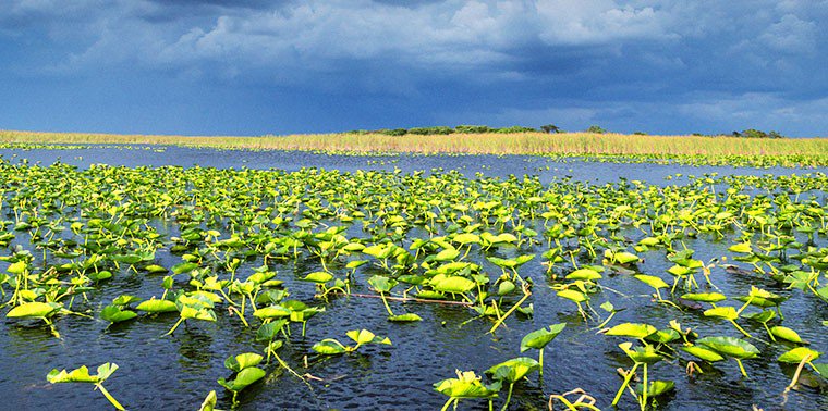 ensiamedia's tweet photo. Phosphorous runoff is a big problem, but Florida is getting closer to a solution. https://t.co/dnhGFOlO2l https://t.co/SMtpmOCJTW