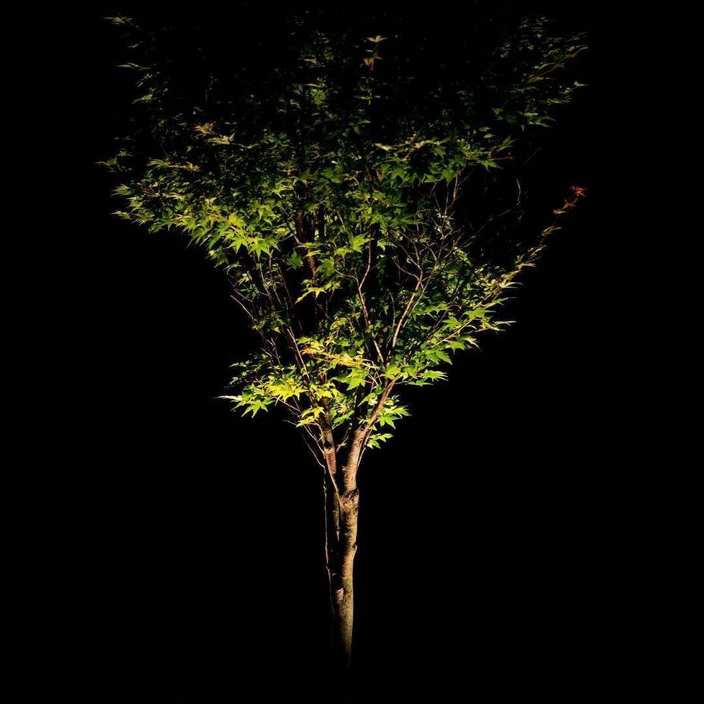 FOR_MediaCollab's tweet photo. Barcello's Lighting and Design does beautiful things with outdoor lighting #trees #lightin… https://t.co/6cdXj4808U https://t.co/l9lBEKhQh8